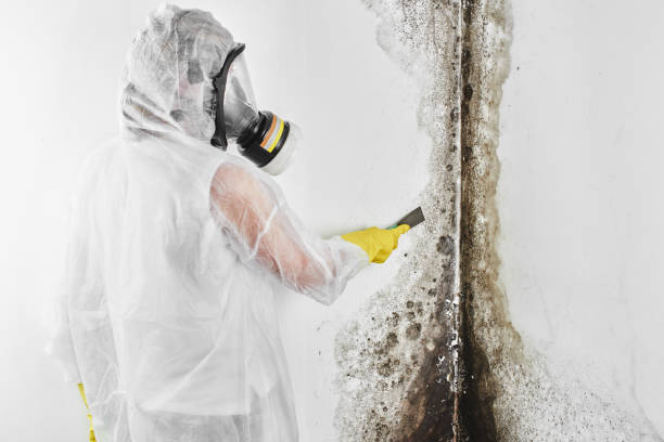 Best Post-Flood Mold Remediation in Wildwood Crest, NJ