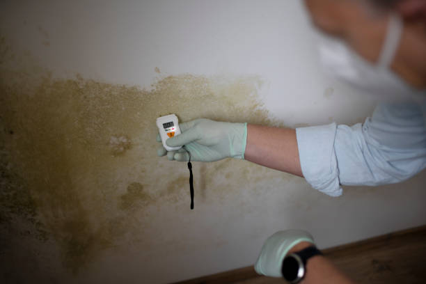 Professional Mold Remediation in Wildwood Crest, NJ